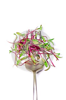 Microgreen beets on a white background isolate. Selective focus.