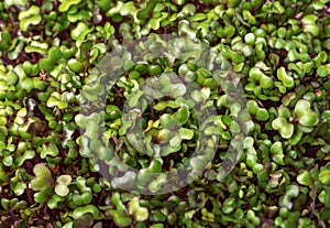 Microgreen closeup background. Sprouted cabbage seeds.