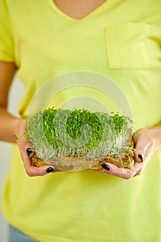 Microgreen in female hands  woman in yellow t-shirt