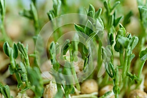 microgreen Foliage Background. pea leaf. sprout vegetables germinated from high quality organic plant seed on linen mat