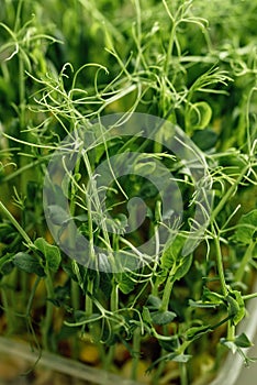 microgreen Foliage Background. pea leaf. sprout vegetables germinated from organic plant seed