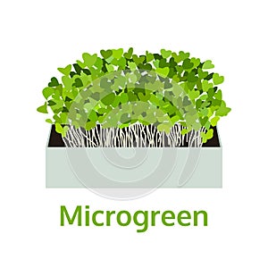 Microgreen, healthy vegetable, food vector illustration