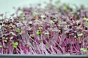 Microgreen Herbs