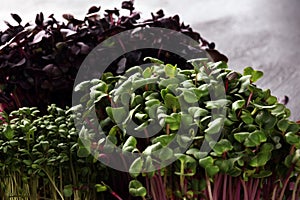 Microgreen kress, pink radish sprouts on background, vegan, vegetarian, healthy eating concept