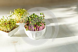 Microgreen kress, pink radish sprouts on white wooden background in trendy hard direct sunlight, deep shadows, copy space