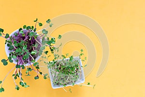 Microgreen kress, pink radish sprouts on yellow background, flat lay, top view, copy space