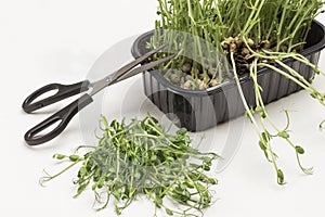 Microgreen pea sprouts in black plastic container