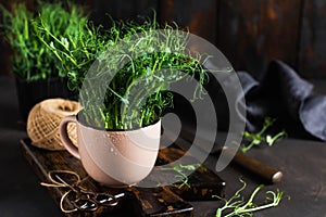 Microgreen pea sprouts on light old wooden table. Vintage style. Vegan and healthy eating concept.