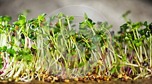 Microgreen plants grown in urban environments