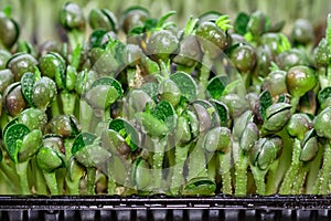 The microgreen in plastic trays.microgreens sprouts - healthy and fresh food.Sprouting Microgreens on the Hemp Biodegradable Mats.