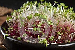 microgreen radish sprouts in bowl closeup, AI generative