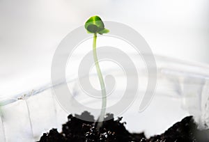 Microgreen. A small green macro sprout. Micro greenery growing close-up. Spring symbol, concept of a new life