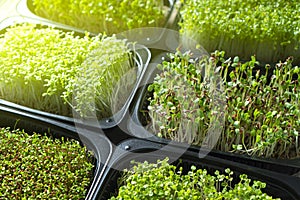 Microgreen sprouts in a black trays photo