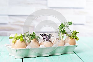 Microgreen sprouts in eggshells in a cardboard tray on a wooden kitchen table. Zero Waste Concept