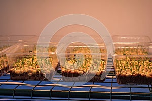 Microgreen sprouts germinate in a plastic box, illuminated by a lamp