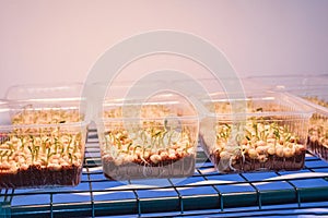 Microgreen sprouts germinate in a plastic box, illuminated by a lamp