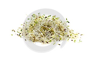 Microgreen sprouts of lucern on white background.