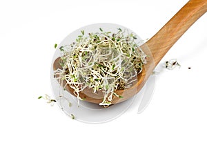 Microgreen sprouts of lucern on white background.