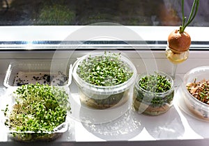 Microgreen sprouts in pots isolated on white background.