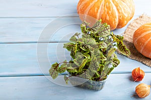 Microgreen sprouts of sorrel with pumpkin on blue wooden background. Side view, copy space