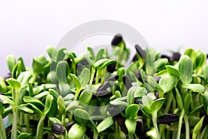 Microgreen sunflower. Raw sprouts microgreens, healthy eating. photo