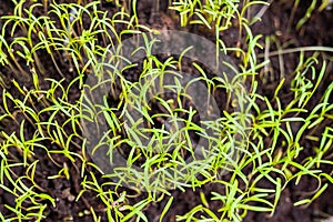 Microgreen, vegetable and herb. Close up view. Top view. Concept of home garden with micro green