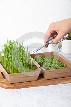 Microgreen wheat and alfalfa with scissors in female hand. Healthy superfood home growth