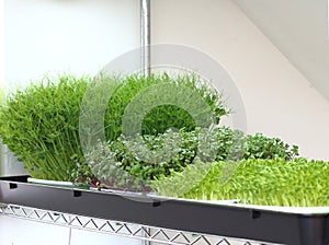 Microgreens