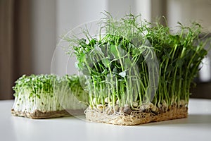 Microgreens arugula and micro green pea sprouts on white table