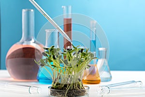 Microgreens on the background of chemical flasks with multi-colored liquids and a chemical pipette with a drop of liquid. Studying