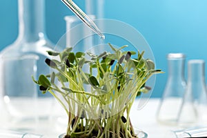 Microgreens on the background of many chemical flasks and a chemical pipette with a drop of liquid. Studying the beneficial