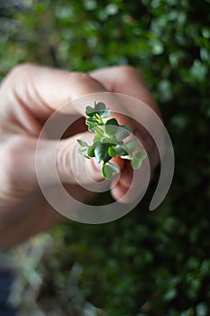 Microgreens. Best mustard micro greens in hands