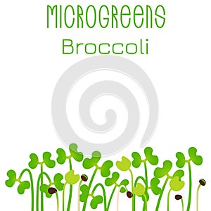 Microgreens Broccoli. Seed packaging design. Sprouting seeds of a plant