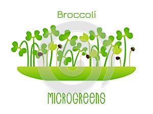 Microgreens Broccoli. Sprouts in a bowl. Sprouting seeds of a plant. Vitamin supplement, vegan food