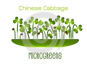 Microgreens Chinese Cabbage. Sprouts in a bowl. Sprouting seeds of a plant. Vitamin supplement, vegan food