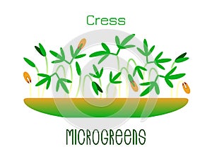 Microgreens Cress. Sprouts in a bowl. Sprouting seeds of a plant. Vitamin supplement, vegan food