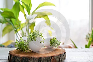 Microgreens in the eggshells on wooden background, easter concept