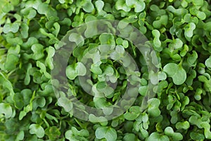 Microgreens Foliage Background. Young Fresh Potted Water Cress. Gardening Healthy Plant Based Diet Food Garnish Concept