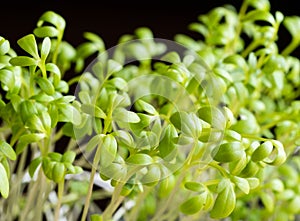 Microgreens garden cress