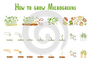 Microgreens. Germination microgreen. Healthly food