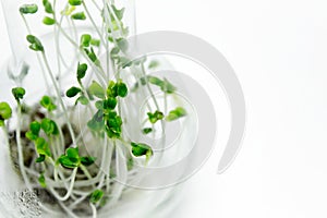 Microgreens in a glass flask