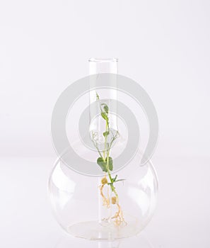 Microgreens of green peas in a large glass chemical flask on a light background. Growing and researching micro greens