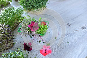 Microgreens growing background with microgreen sprouts on a table in a basket with edible flowers. Seed Germination at home.