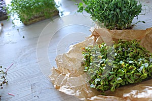 Microgreens growing background with microgreen sprouts on the table. Seed Germination at home.