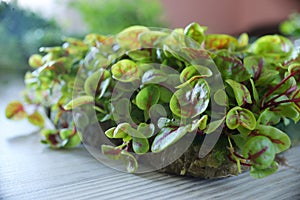 Microgreens growing background with microgreen sprouts on the table. Seed Germination at home. Vegan and healthy eating concept