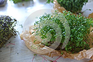 Microgreens growing background with microgreen sprouts on the table. Seed Germination at home. Vegan and healthy eating