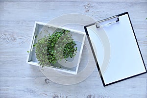 Microgreens growing background with microgreen sprouts on the table with a tablet to record and place for text.