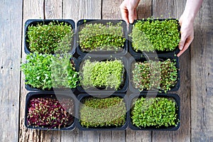 Microgreens growing background with microgreen sprouts on the wooden table. photo
