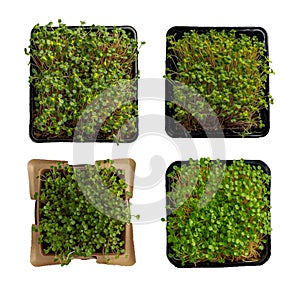 Microgreens growing in square cardboard container on PNG background. Generative AI.