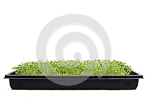 Microgreens growing tray